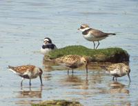 Dunlin and Ringed Plover - Ian McLean