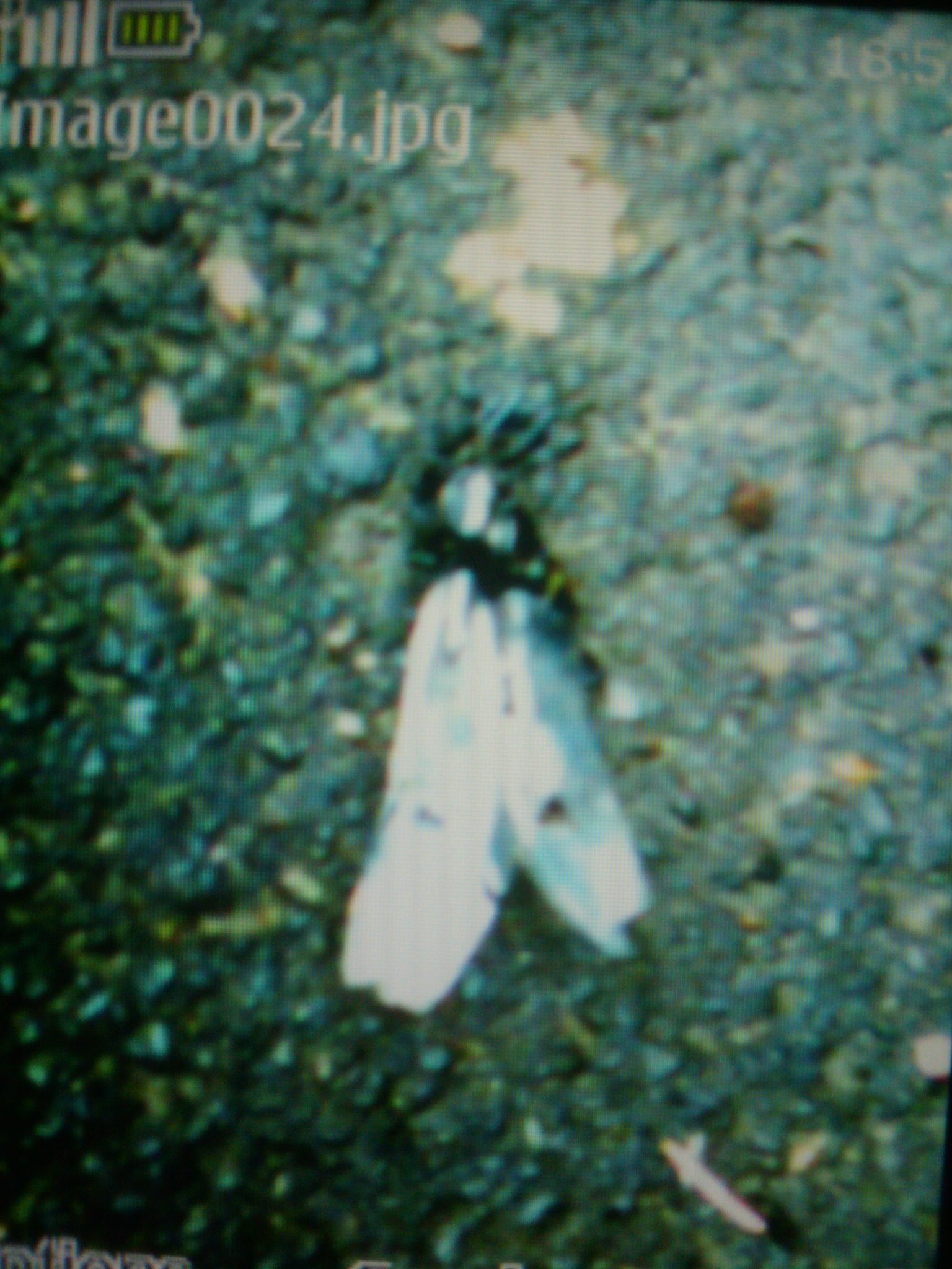 Unidentified insect