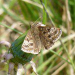 Dingy Skipper butterfly Dingy skipper butterfly
