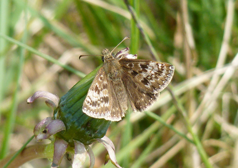Dingy skipper butterfly
