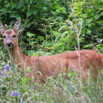 Doe by Jean Kreiseler Doe by Jean Kreiseler
