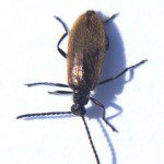 Unknown beetle