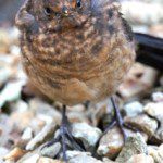 Young blackbird