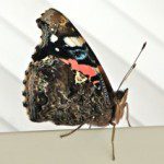 Red Admiral