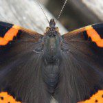 Red Admiral