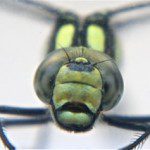 Dragonfly close-up