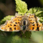 A wood brown butterfly