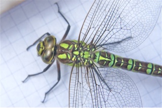A Green Dragonfly