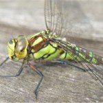 Green dragonfly closeup