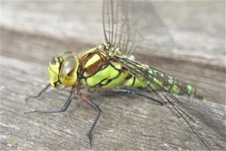 Green dragonfly closeup