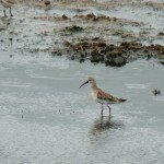 Curlew Sandpiper Curlew Sandpiper