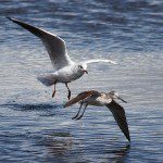 Black Headed Gull seeing off a Greenshank Black Headed Gull seeing off a Greenshank