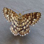 Latticed Heath Moth Latticed Heath Moth