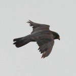 Peregrine Falcon Peregrine Falcon