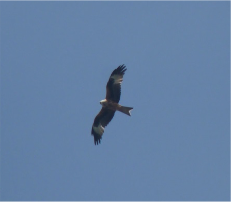 Red Kite at Lower Bruckland Nature Reserve, East Devon