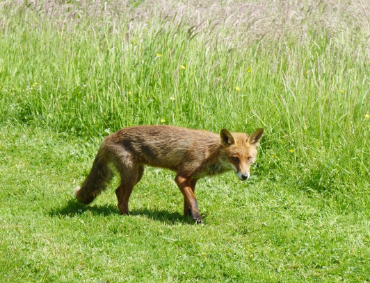 Young Fox at Lower Bruckland
