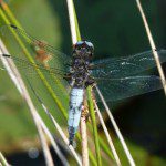 Scarce Chaser at Lower Bruckland