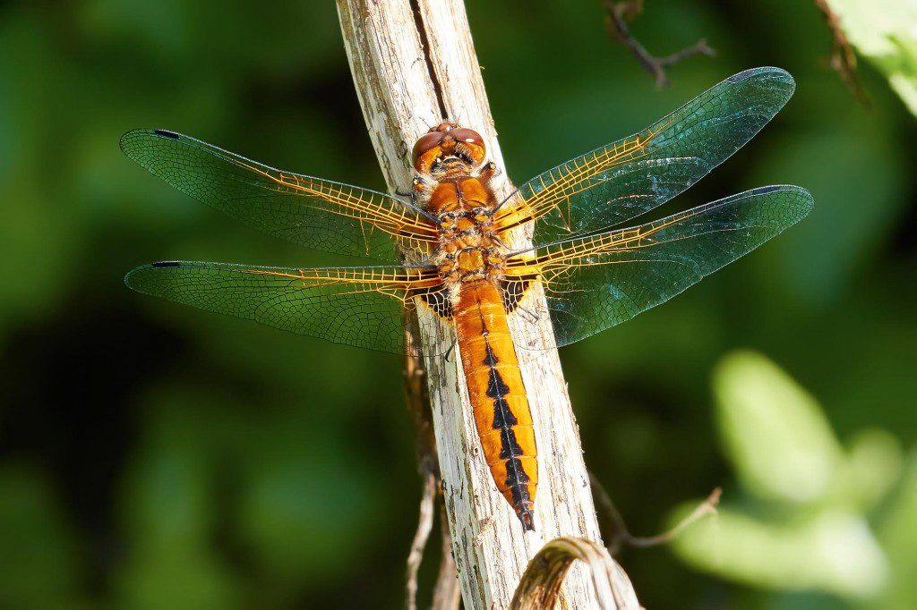 scarce_chaser