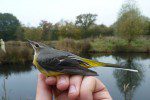November Birding Update! November Birding Update!