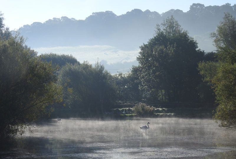 mute swan in the mist
