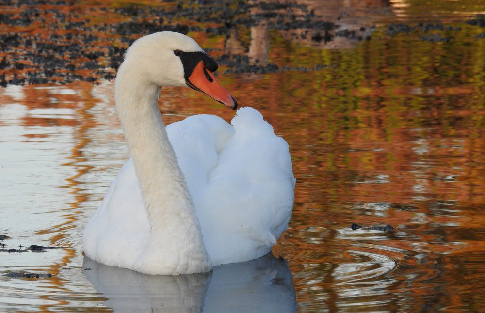 Mute Swan with autumn colours in the water